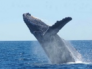 WHALE & DOLPHIN WATCHING