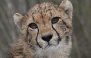 TENIKWA WILDLIFE AWARENESS CENTRE