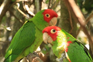 BIRDS OF EDEN