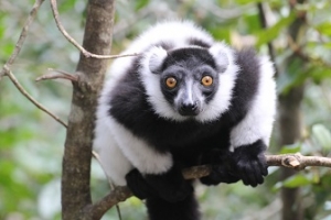 MONKEYLAND